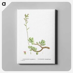 2-46_Histoire-des-Plantes-Grasses_canvas