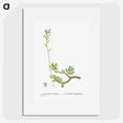 2-46_Histoire-des-Plantes-Grasses_picture