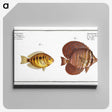2-46_Ichtyologie-ou-Histoire-naturelle_canvas