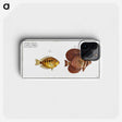 2-46_Ichtyologie-ou-Histoire-naturelle_phone