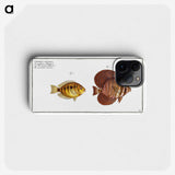 2-46_Ichtyologie-ou-Histoire-naturelle_phone