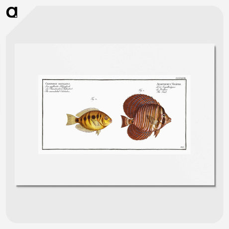 2-46_Ichtyologie-ou-Histoire-naturelle_picture
