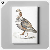 2-46_Indian-Zoology_canvas