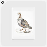 2-46_Indian-Zoology_hagaki