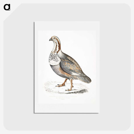 2-46_Indian-Zoology_hagaki