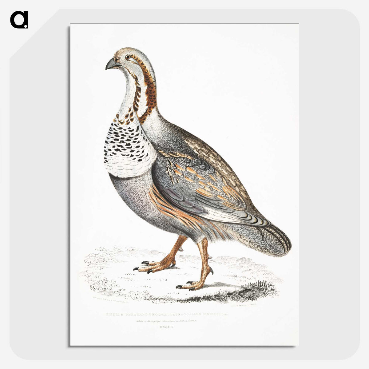 2-46_Indian-Zoology_picture-crop