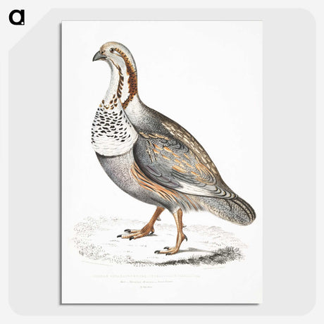 2-46_Indian-Zoology_picture-crop