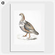 2-46_Indian-Zoology_picture