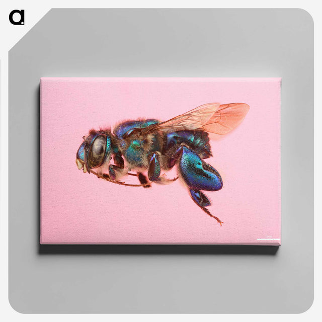 2-46_Insects-Unlocked-Project_canvas
