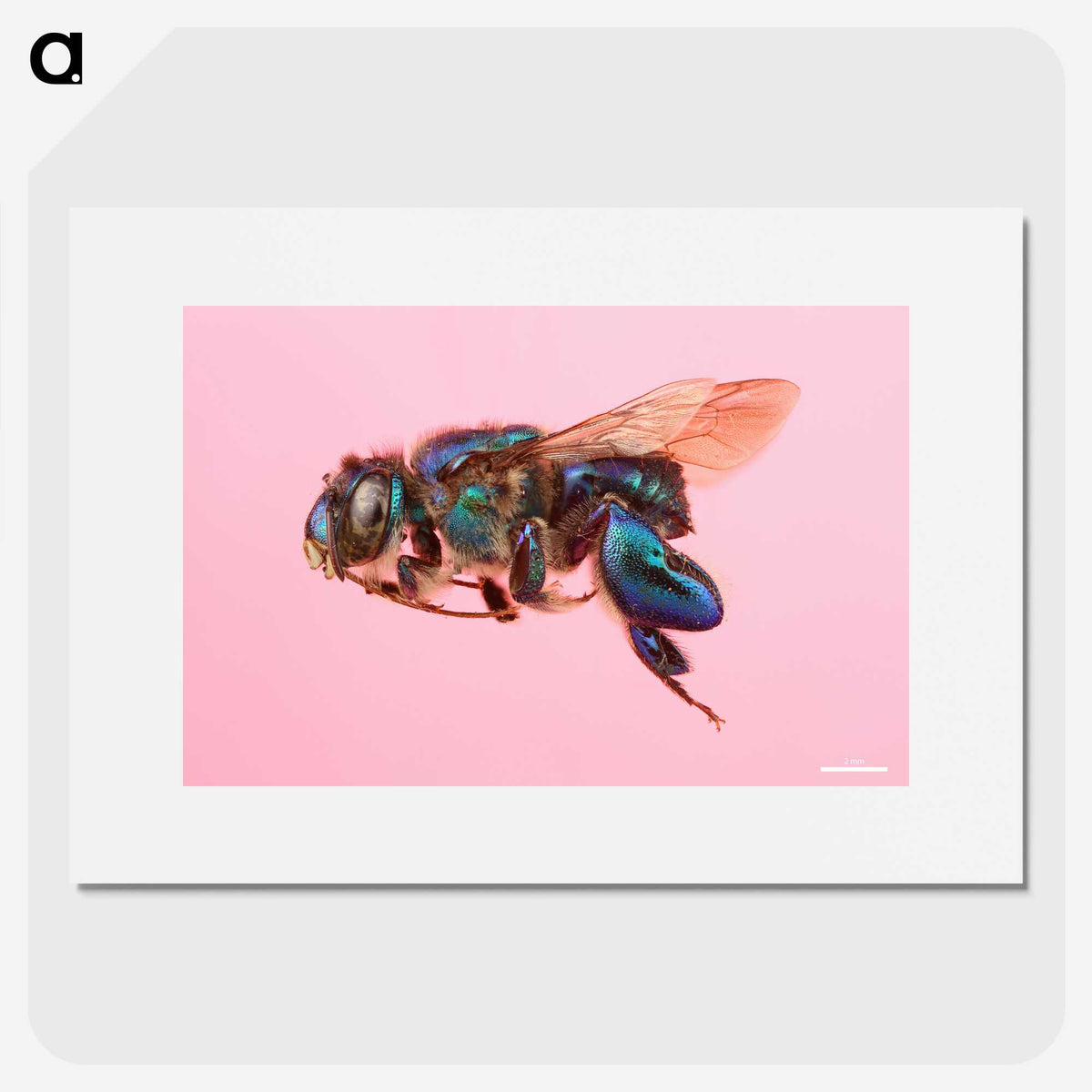 2-46_Insects-Unlocked-Project_picture
