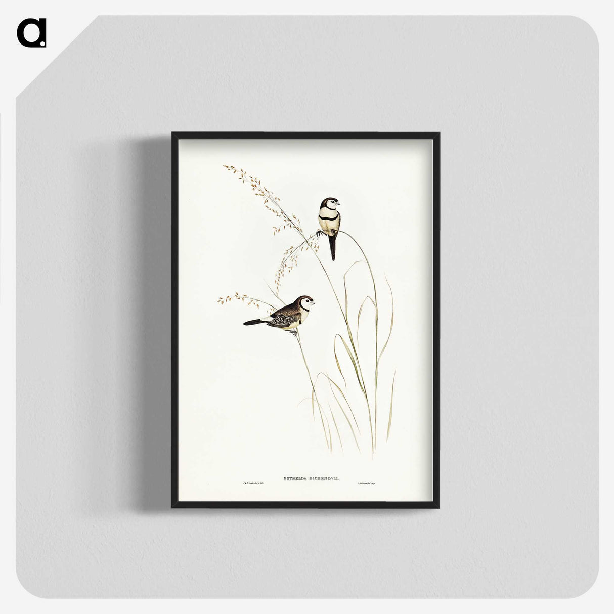 2-46_John-Gould_blk-crop