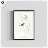 2-46_John-Gould_blk-crop