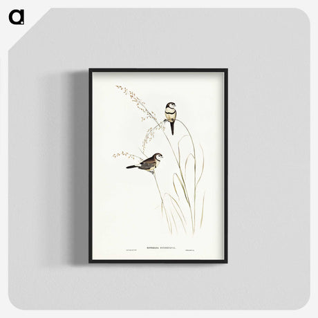 2-46_John-Gould_blk-crop
