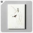 2-46_John-Gould_canvas