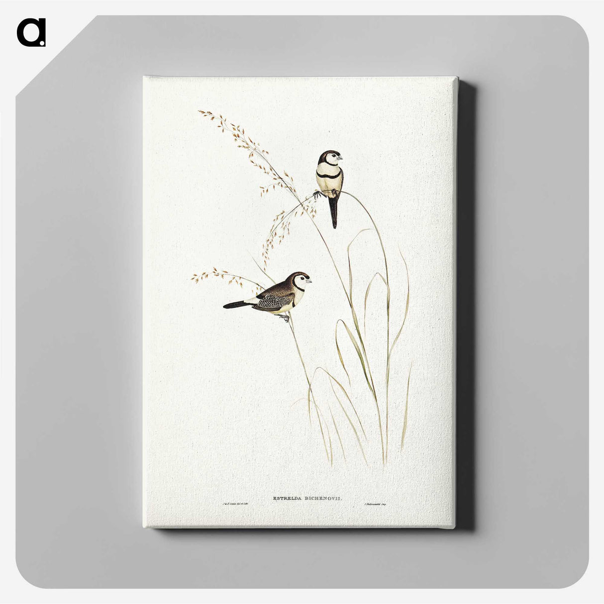 2-46_John-Gould_canvas