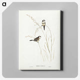 2-46_John-Gould_canvas