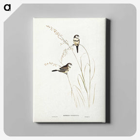 2-46_John-Gould_canvas
