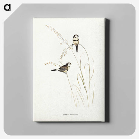 2-46_John-Gould_canvas