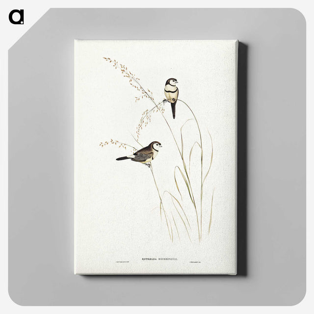 2-46_John-Gould_canvas