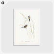 アートポストカード-Bicheno's Finch
 - ジョン グールド Postcard.