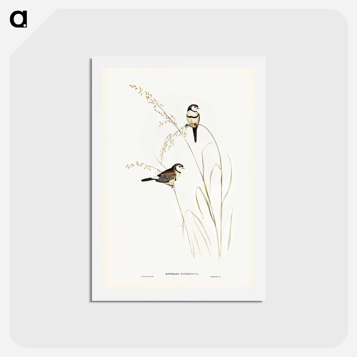 アートポストカード-Bicheno's Finch
 - ジョン グールド Postcard.