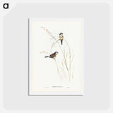 アートポストカード-Bicheno's Finch
 - ジョン グールド Postcard.