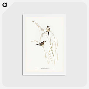 アートポストカード-Bicheno's Finch
 - ジョン グールド Postcard.