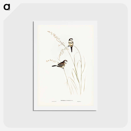 アートポストカード-Bicheno's Finch
 - ジョン グールド Postcard.