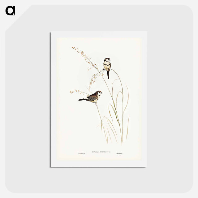 アートポストカード-Bicheno's Finch
 - ジョン グールド Postcard.