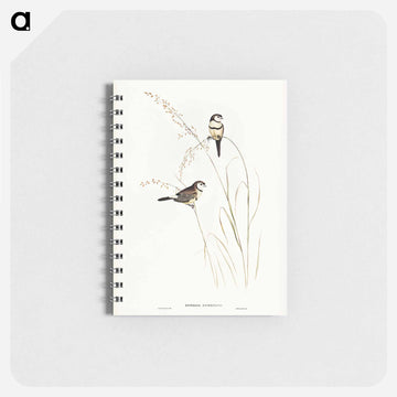 Bicheno's Finch
 - ジョン グールド Memo.