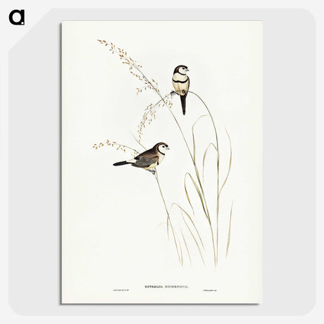 2-46_John-Gould_picture-crop