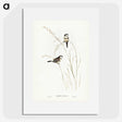 2-46_John-Gould_picture