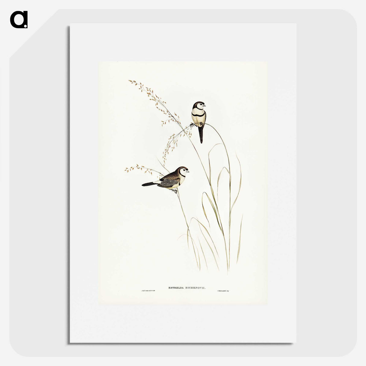 2-46_John-Gould_picture