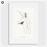 2-46_John-Gould_picture