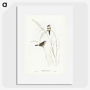 2-46_John-Gould_picture
