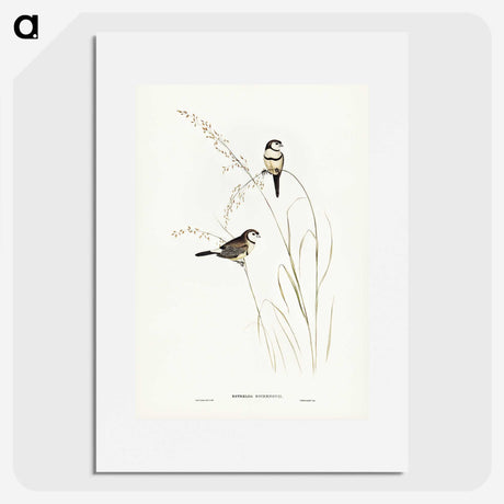 2-46_John-Gould_picture