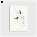 アートポストカード-Bicheno's Finch
 - ジョン グールド Postcard.