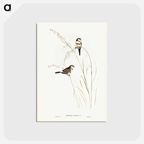アートポストカード-Bicheno's Finch
 - ジョン グールド Postcard.