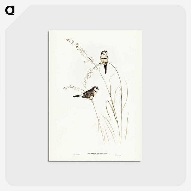 2-46_John-Gould_postcard