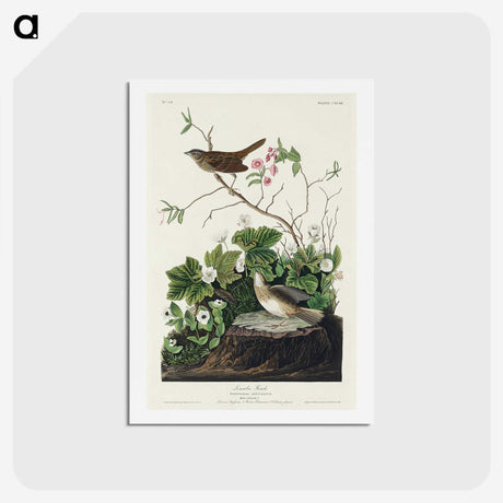 2-46_John-James-Audubon_hagaki