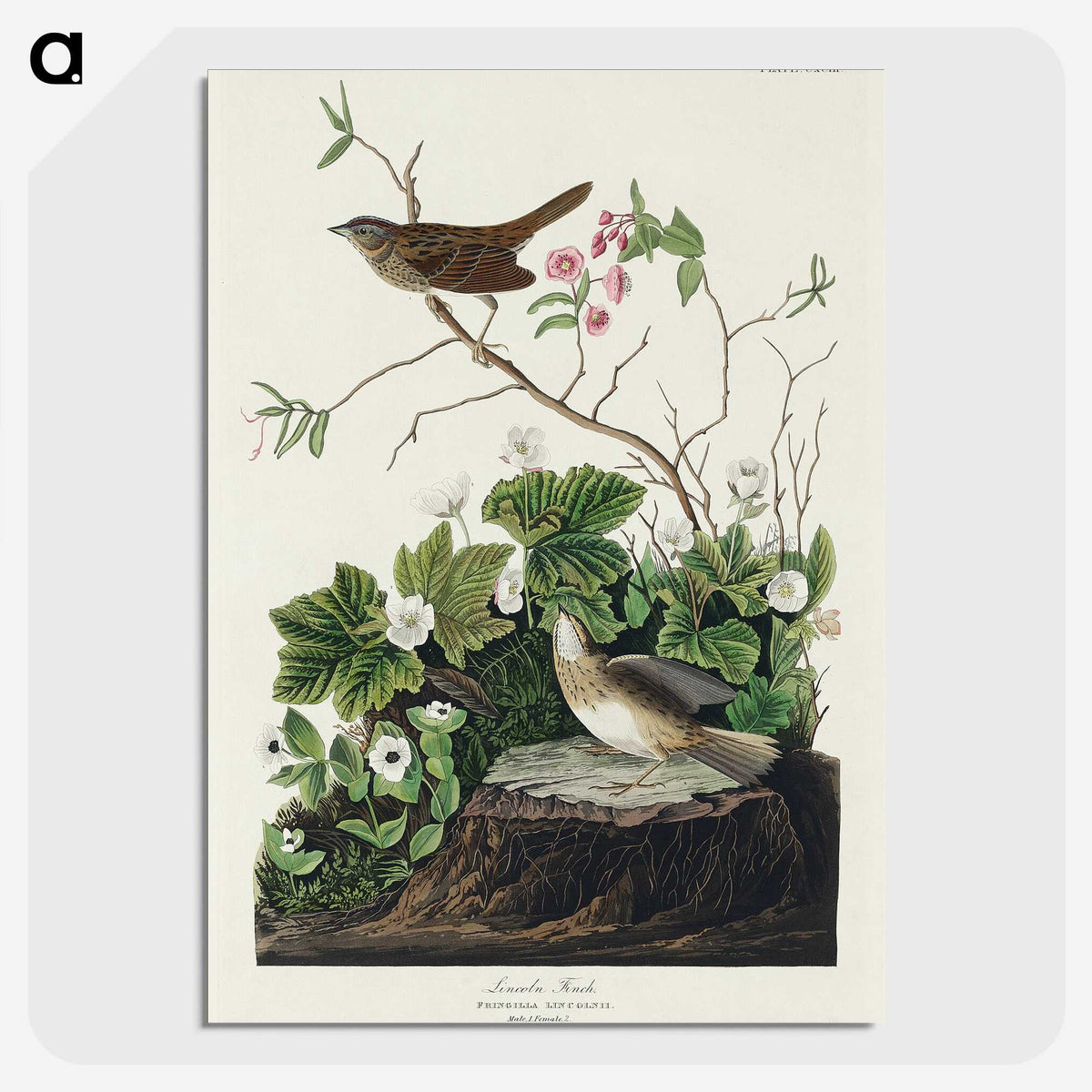 2-46_John-James-Audubon_picture-crop
