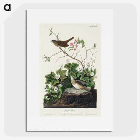 2-46_John-James-Audubon_picture