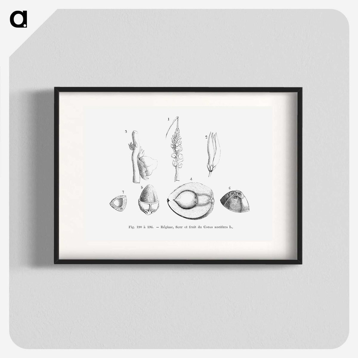 2-46_Les-Palmiers-Histoire-Iconographique_blk
