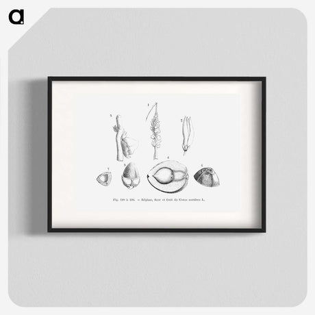 2-46_Les-Palmiers-Histoire-Iconographique_blk