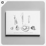 2-46_Les-Palmiers-Histoire-Iconographique_canvas