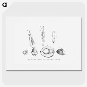 2-46_Les-Palmiers-Histoire-Iconographique_picture