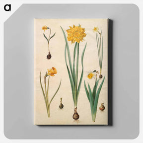 アートパネル-Narcissus
 - マリア ジビーラ メーリアン Canvas.