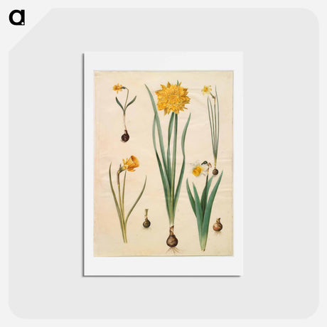 アートポストカード-Narcissus
 - マリア ジビーラ メーリアン Postcard.