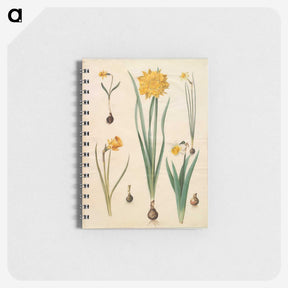 2-46_Maria-Sibylla-Merian_memo