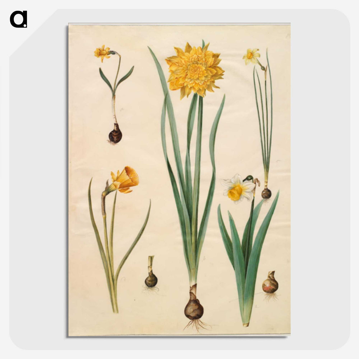 2-46_Maria-Sibylla-Merian_picture-crop